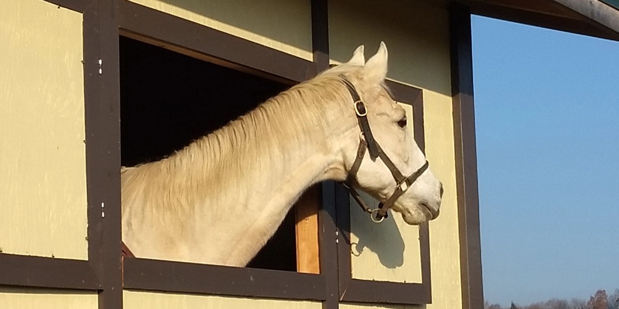 Welcome to timber ridge equestrian center East Ridge Tack Shop - Horse Tack, Equestrian, Riding Apparel